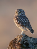 Steenuil - Little Owl - Athene noctua