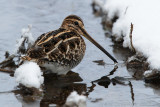 Watersnip - Common Snipe - Gallinago gallinago