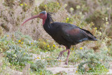 Heremietibis / Northern Bald Ibis