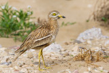 Griel / Eurasian Stone-curlew