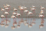 Flamingo / Greater Flamingo 