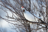 Moerassneeuwhoen - Willow Ptarmigan - Lagopus lagopus