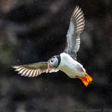 Papegaaiduiker - Atlantic Puffin - Fratercula arctica