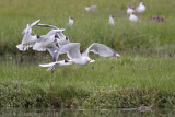 Zilvermeeuw - European Herring Gull - Larus argentatus