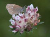 Roodstreephooibeestje - Chestnut Heath - Coenonympha glycerion