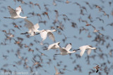 Lepelaar - Eurasian Spoonbill - Platalea leucorodia