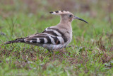 Hop - Eurasian Hoopoe - Upupa epops
