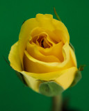 Week # 1 - Yellow Rose 