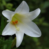 Week #4 - Easter Lily