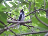 DSCN3679¸Barrett_20170302_157_Bearded Bellbird_male calling.JPG