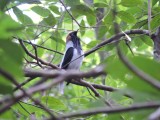 DSCN3679Barrett_20170302_157_Bearded Bellbird_male calling.JPG