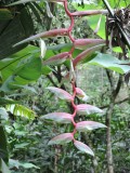 DSCN3754¸Barrett_20170303_211_Flamingo Heliconia.JPG