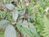 DSCN3790¸Barrett_20170303_246_Golden Orb Spider.JPG