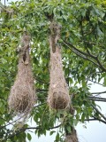DSCN3812¸Barrett_20170303_267_Crested Oropendola_nests.JPG