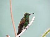 DSCN3882¸Barrett_20170303_326_Copper-rumped Hummingbird.JPG