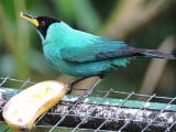 DSCN3951¸Barrett_20170303_378_Green Honeycreeper_male.JPG
