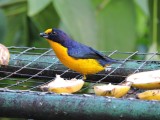 DSCN3971¸Barrett_20170303_394_Violaceous Euphonia.JPG