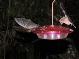 DSCN3986¸Barrett_20170303_406_Greater Long-tongued Bats.JPG