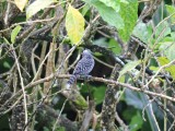 DSCN4158¸Barrett_20170305_517_Barred Antshrike_male.JPG