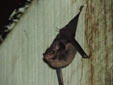 DSCN4205¸Barrett_20170305_553_Bull-nosed Bat.JPG