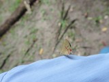 DSCN4218¸Barrett_20170305_564_Red-banded Hairstreak.JPG