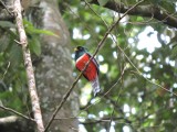 DSCN4313¸Barrett_20170306_620_Collared Trogon.JPG