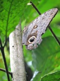 DSCN4405Barrett_20170307_678_Giant Owl Eye Butterfly.JPG