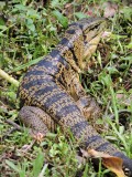 DSCN4471¸Barrett_20170307_730_Golden Tegu Lizard.JPG