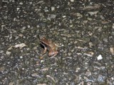 DSCN4576¸Barrett_20170307_815_Trinidad Stream Frog and tadpoles.JPG