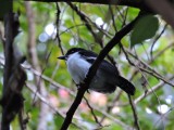 DSCN4605¸Barrett_20170308_842_Great Antshrike.JPG
