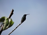 DSCN4669¸Barrett_20170308_884_Green-throated Mango.JPG