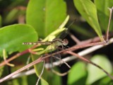 DSCN4673¸Barrett_20170308_887_dragonfly sp.JPG