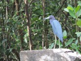 DSCN4675¸Barrett_20170308_889_Little Blue Heron.JPG