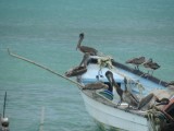 DSCN4756¸Barrett_20170309_947_Brown Pelicans.JPG