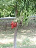 DSCN4824¸Barrett_20170309_1006_Royal Palm.JPG
