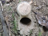 DSCN4883¸Barrett_20170310_1053_Trap Door Spider burrow.JPG