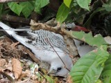 DSCN4904¸Barrett_20170310_1071_Red-billed Tropicbird_adult and chick.JPG