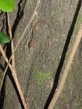 DSCN4945¸Barrett_20170310_1106_Ocellated Gecko.JPG