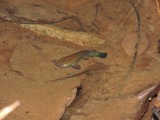 DSCN5003¸Barrett_20170311_1164_fish.JPG