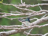 DSCN5047¸Barrett_20170311_1208_Black-throated Mango_nest.JPG
