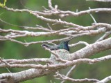 DSCN5047Barrett_20170311_1208_Black-throated Mango_nest.JPG