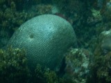 DSCN514220180128_1613_Boulder Brain Coral.JPG