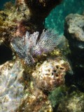 DSCN519320180129_1149_Lace Coral.JPG