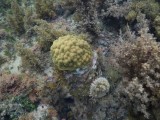 DSCN527920180202_1018_Mustard Hill Coral.JPG