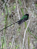 DSCN731220180131_1147_Red-billed Streamertail.JPG