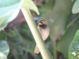 DSCN733320180131_1208_Yellow-faced Grassquit.JPG