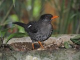 DSCN736120180131_1231_White-chinned Thrush.JPG