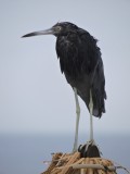 DSCN740620180202_0741_Little Blue Heron.JPG