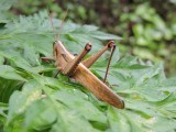 Barrett20180302_1157_01_grasshopper.JPG