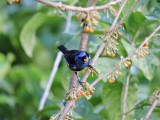 Barrett20180302_1635_01_Turquoise Tanager.JPG